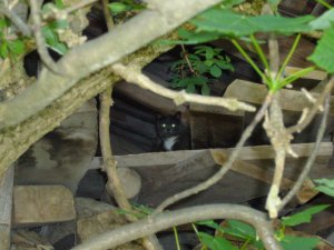 Grosses Bild anzeigen